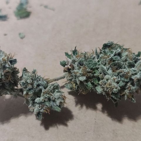 Athena growlog timeline photo