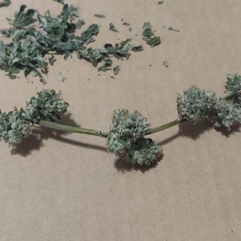 Athena growlog timeline photo