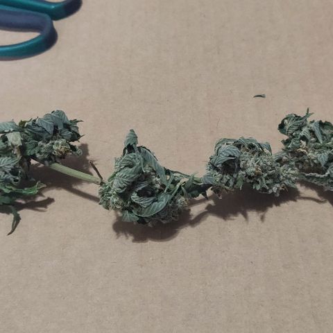 Athena growlog timeline photo