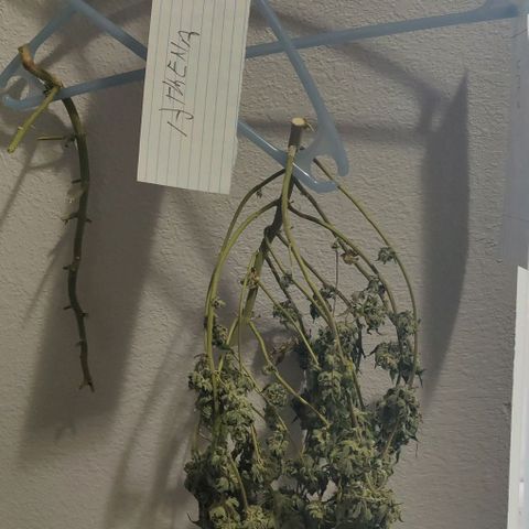 Athena growlog timeline photo