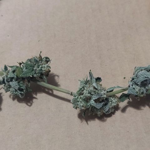 Athena growlog timeline photo
