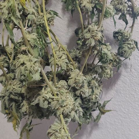 Athena growlog timeline photo