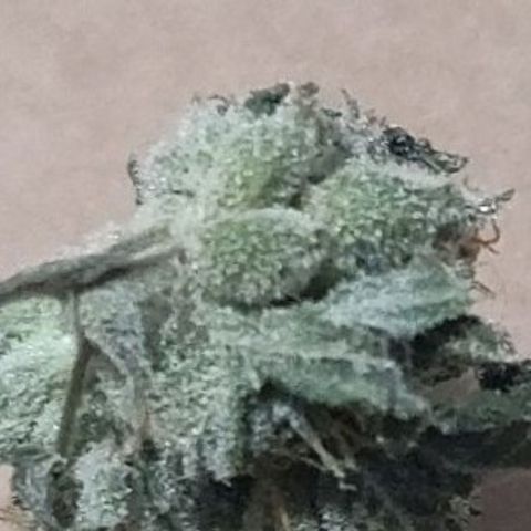 Athena growlog photo: Seeds