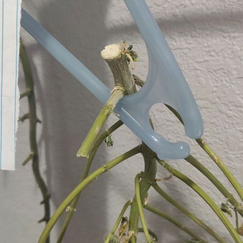 Athena growlog timeline photo