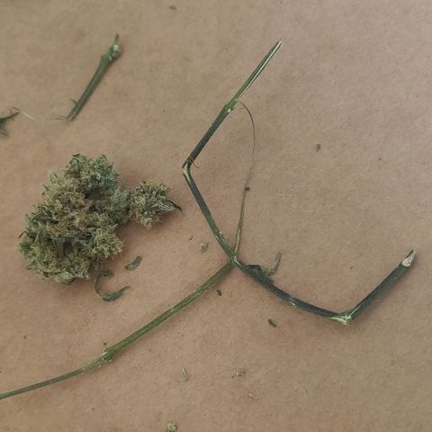 Aries growlog timeline photo