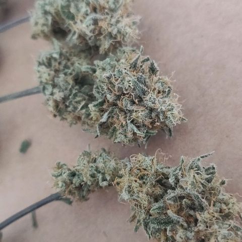 Aries growlog timeline photo