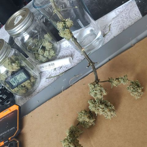 Aries growlog timeline photo