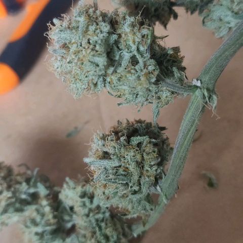 Aries growlog timeline photo