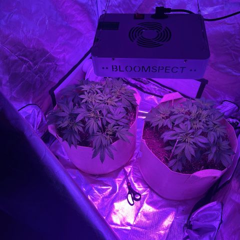White Widow  growlog timeline photo