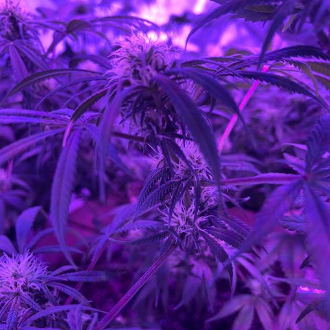 White Widow  growlog timeline photo