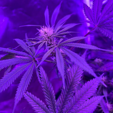 White Widow  growlog timeline photo
