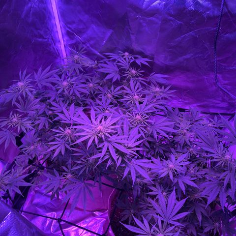 White Widow  growlog timeline photo