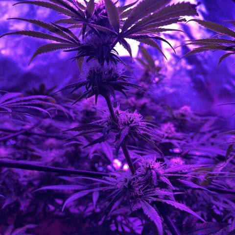 White Widow  growlog timeline photo