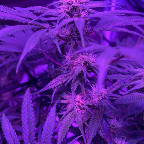 White Widow  growlog timeline photo