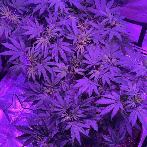 White Widow  growlog timeline photo