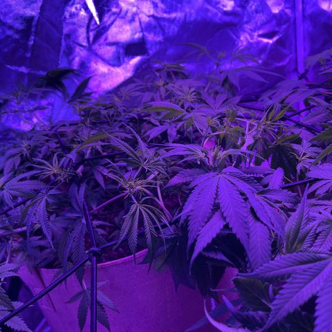 White Widow  growlog timeline photo