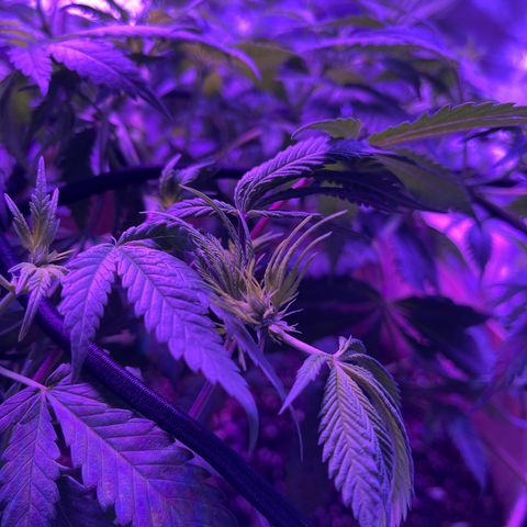 White Widow  growlog timeline photo