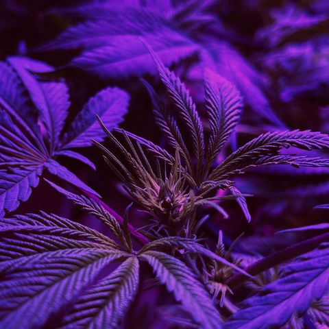 White Widow  growlog timeline photo