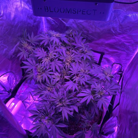 White Widow  growlog timeline photo
