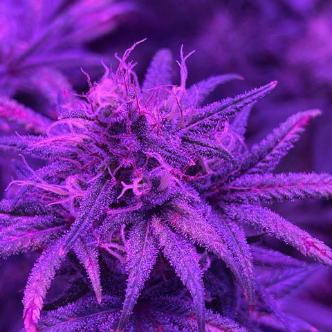 White Widow  growlog timeline photo