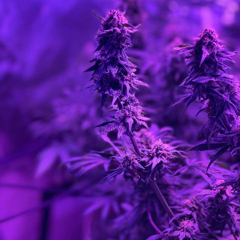 White Widow  growlog timeline photo