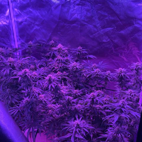 White Widow  growlog timeline photo