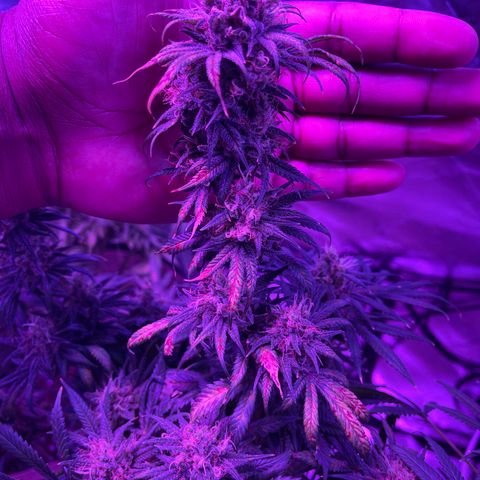 White Widow  growlog timeline photo