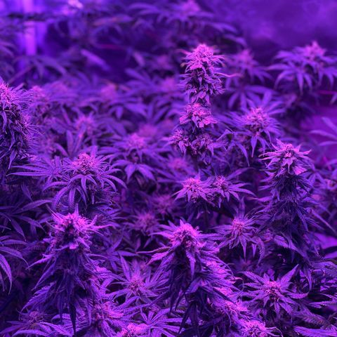 White Widow  growlog timeline photo