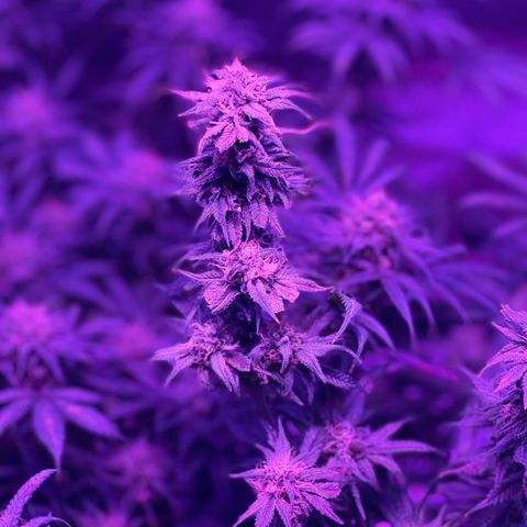 White Widow  growlog timeline photo