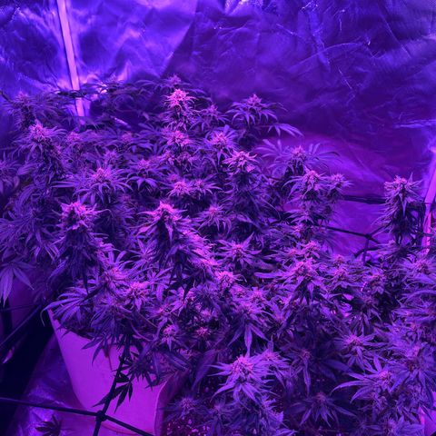 White Widow  growlog timeline photo