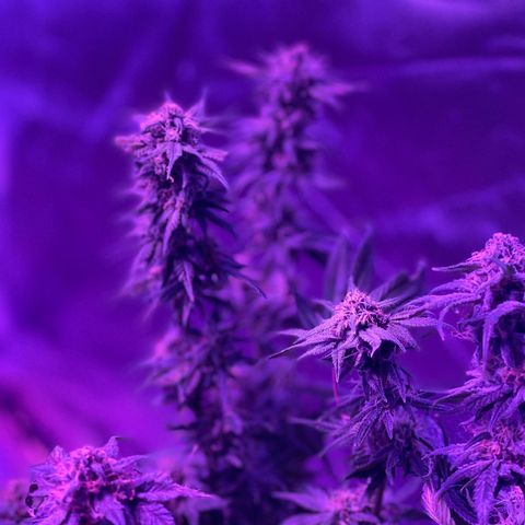 White Widow  growlog timeline photo