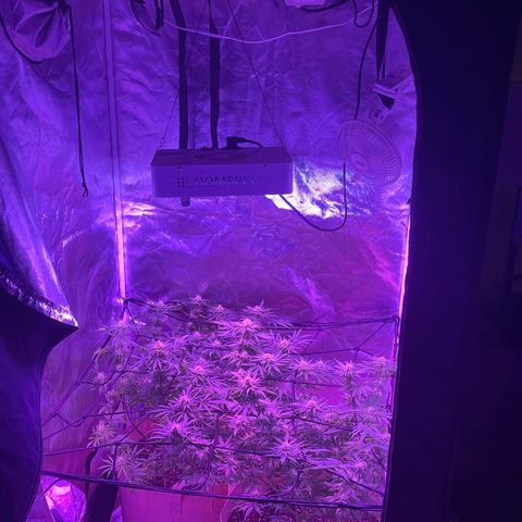 White Widow  growlog timeline photo