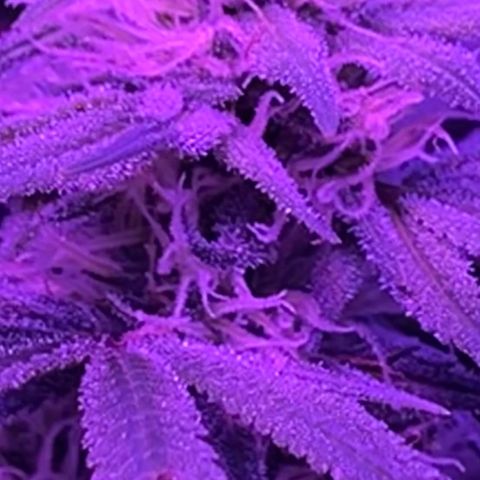 White Widow  growlog timeline photo