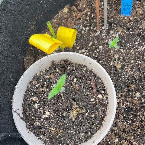 Purple lemonade  growlog photo: I was worried there at first but I think we’re in the clear let’s go 