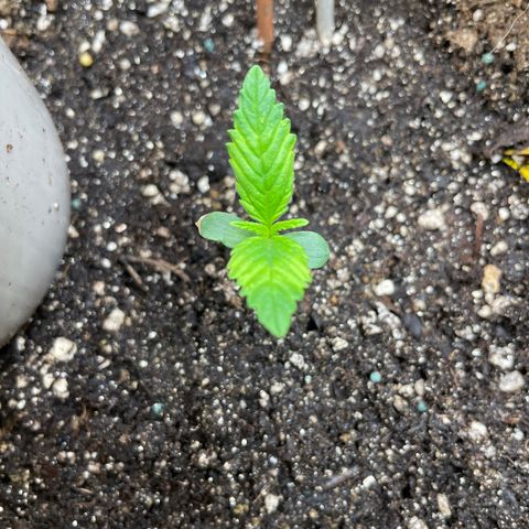Purple lemonade  growlog photo: 10 or 11 days in not sure about the genetics for purple lemonade sounds good though lol 