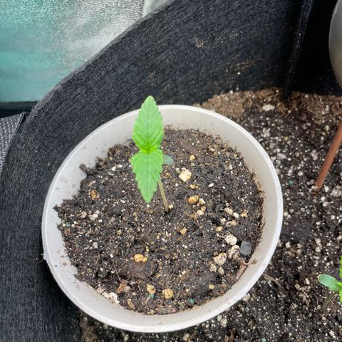 Purple lemonade  growlog photo: 10 or 11 days in not sure about the genetics for purple lemonade sounds good though lol 