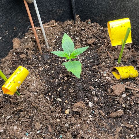 Purple lemonade  growlog photo: Looks like might be slightly light burn but I think it will be fine 