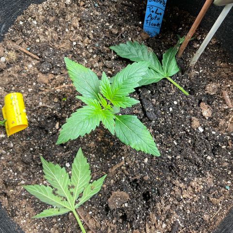 Purple lemonade  growlog photo: The one that has the funky leaves on it that is too much water,  my bad 