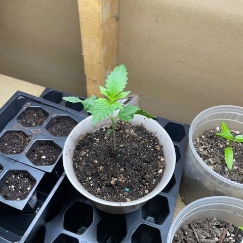 Purple lemonade  growlog photo: The one that has the funky leaves on it that is too much water,  my bad 