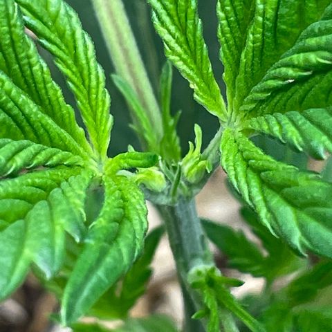 Purple lemonade  growlog photo: These are my autos so they better be girls lol