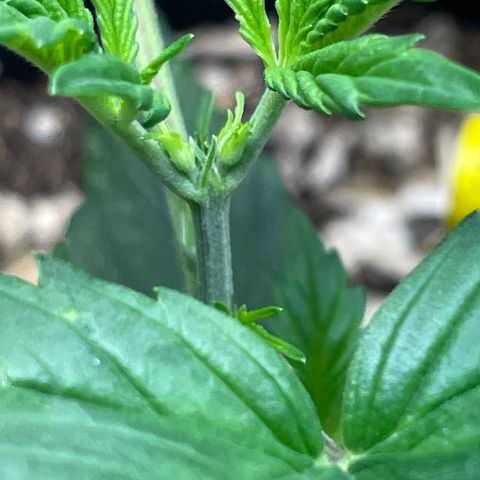 Purple lemonade  growlog photo: These are my autos so they better be girls lol