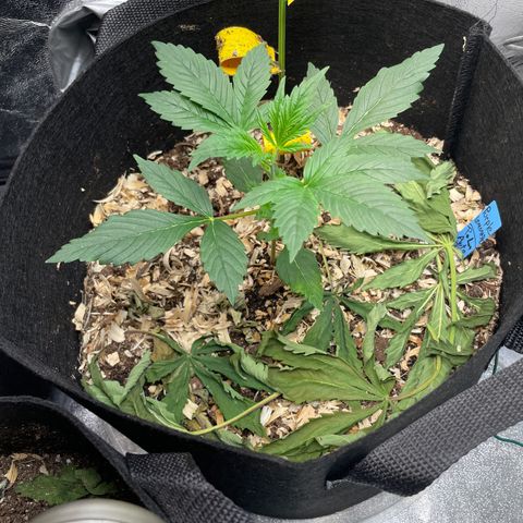 Purple lemonade  growlog timeline photo