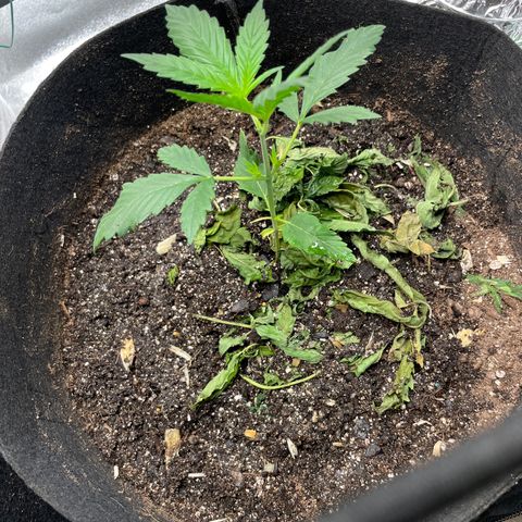 Purple lemonade  growlog photo: The two autos man are they coming along nicely let’s go 