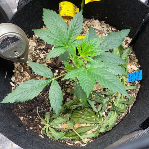 Purple lemonade  growlog photo: The two autos man are they coming along nicely let’s go 