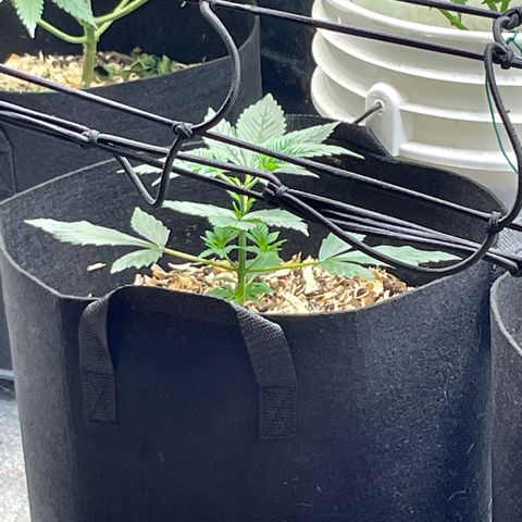 Purple lemonade  growlog timeline photo