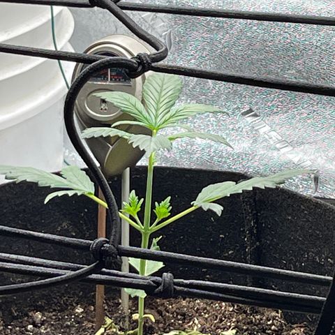 Purple lemonade  growlog timeline photo