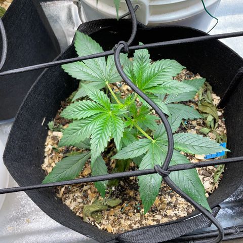 Purple lemonade  growlog photo: They are coming along nicely 