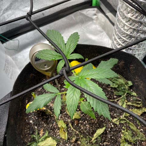 Purple lemonade  growlog photo: They are coming along nicely 