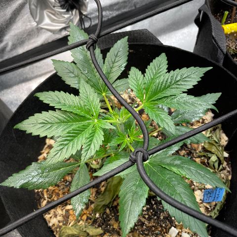 Purple lemonade  growlog photo: WOW 🤩 she’s coming along nicely 