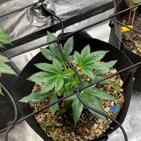 Purple lemonade  growlog photo: WOW 